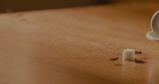 кадр из фильма Человек-муравей (Ant-Man) - 30