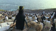 кадр из фильма Пингвины: Шпион в толпе (Penguins: Spy in the Huddle) - 1