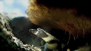 кадр из фильма Пингвины: Шпион в толпе (Penguins: Spy in the Huddle) - 2