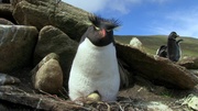кадр из фильма Пингвины: Шпион в толпе (Penguins: Spy in the Huddle) - 4
