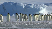 кадр из фильма Пингвины: Шпион в толпе (Penguins: Spy in the Huddle) - 6