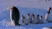 кадр из фильма Пингвины: Шпион в толпе (Penguins: Spy in the Huddle) - 7