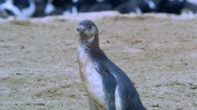 кадр из фильма Пингвины: Шпион в толпе (Penguins: Spy in the Huddle) - 8