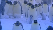 кадр из фильма Пингвины: Шпион в толпе (Penguins: Spy in the Huddle) - 10