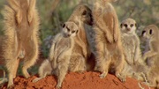 кадр из фильма Аттенборо. 60 лет с дикой природой (Attenborough: 60 Years in the Wild) - 5