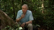 кадр из фильма Аттенборо. 60 лет с дикой природой (Attenborough: 60 Years in the Wild) - 8