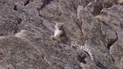 кадр из фильма Аттенборо. 60 лет с дикой природой (Attenborough: 60 Years in the Wild) - 10