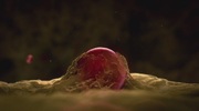 кадр из фильма Внутри человеческого тела (Inside the Human Body) - 2