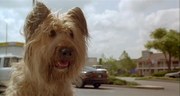 кадр из фильма Главная собака (Top Dog) - 1