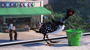 кадр из фильма В поисках Дори (Finding Dory) - 13