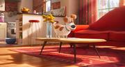 кадр из фильма Тайная жизнь домашних животных (The Secret Life of Pets) - 6