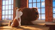 кадр из фильма Тайная жизнь домашних животных (The Secret Life of Pets) - 9