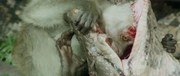 кадр из фильма Бог людоедов (La montagna del dio cannibale) - 2