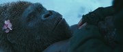 кадр из фильма Планета обезьян: Война (War for the Planet of the Apes) - 3