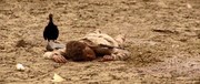 кадр из фильма Убийца (O Matador) - 1