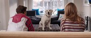 кадр из фильма Имущество с хвостом (Who Gets the Dog?) - 1