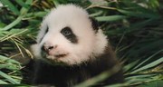 кадр из фильма Рожденные в Китае (Born in China) - 3