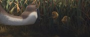 кадр из фильма Папа-мама гусь (Duck Duck Goose) - 8