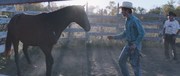 кадр из фильма Наездник (The Rider) - 3