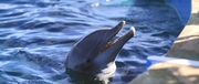 кадр из фильма Дельфин Берни 2 (Bernie the Dolphin 2) - 3