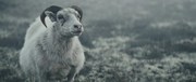 кадр из фильма Агнец (Dýrið) - 4