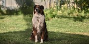 кадр из фильма Руби, собака-спасатель (Rescued by Ruby) - 4