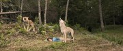 кадр из фильма Волк и лев (Le loup et le lion) - 9