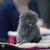 Mrs goodcat thumb