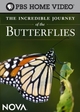 The Incredible Journey of the Butterflies