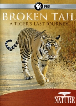 Nature: Cломанный хвост. Последнее путешествие тигра (Broken Tail: A Tiger's Last Journey)