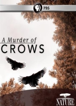 Nature: Воронья стая (A Murder of Crows)