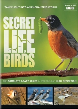 BBC: Тайная жизнь птиц (Secret Life of Birds)