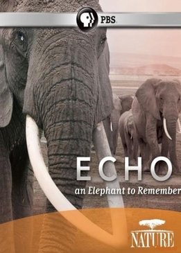 Nature: Эхо: Воспоминания о слонихе (Echo: An Elephant to Remember)