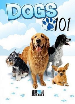 Введение в собаковедение (Dogs 101)