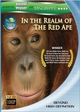 In the Realm Of The Red Ape