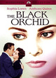 The Black Orchid