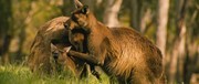 кадр из фильма Влюбленные животные (Les animaux amoureux) - 2