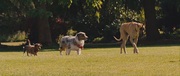 кадр из фильма Мармадюк (Marmaduke) - 2