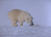 кадр из фильма Аляска (Alaska) - 1