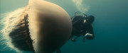 кадр из фильма Океаны (Oceans) - 8