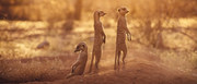 кадр из фильма Сурикаты (The Meerkats) - 1
