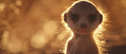 кадр из фильма Сурикаты (The Meerkats) - 2