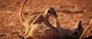 кадр из фильма Сурикаты (The Meerkats) - 7