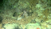 кадр из фильма Большое путешествие вглубь океанов (OceanWorld) - 4