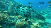 кадр из фильма Большое путешествие вглубь океанов (OceanWorld) - 9