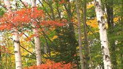 кадр из фильма Живые Пейзажи: Осень в Новой Англии (Living Landscapes: Fall in New England) - 1