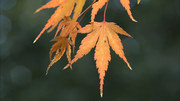 кадр из фильма Живые Пейзажи: Осень в Новой Англии (Living Landscapes: Fall in New England) - 2