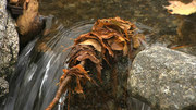 кадр из фильма Живые Пейзажи: Осень в Новой Англии (Living Landscapes: Fall in New England) - 3