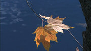 кадр из фильма Живые Пейзажи: Осень в Новой Англии (Living Landscapes: Fall in New England) - 4