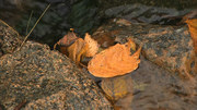 кадр из фильма Живые Пейзажи: Осень в Новой Англии (Living Landscapes: Fall in New England) - 10